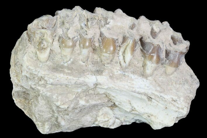 Oreodont (Leptauchenia) Jaw Section - South Dakota #101826